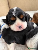 Cavalier King Charles Spaniel dogs Health tested Cavalier king charles - Advert 5