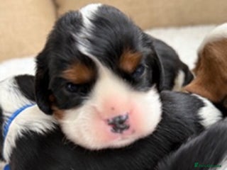 Cavalier King Charles Spaniel dogs Health tested Cavalier king charles - Advert 5