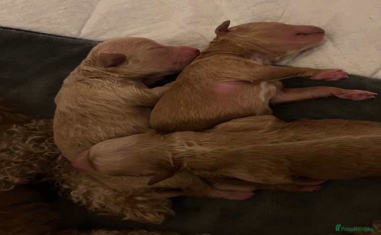 Toy Poodle dogs - Advert 5