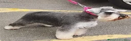 Miniature Schnauzer dogs for sale: Outstanding Miniature Schnauzer puppies - Advert 6