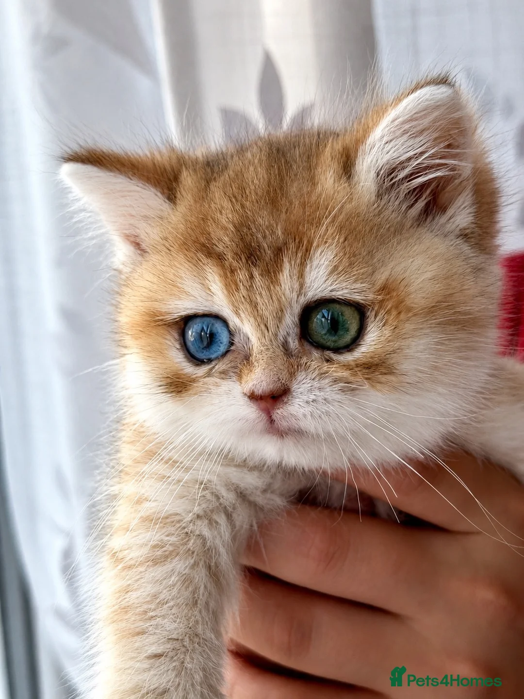 British Shorthair cats for sale: Golden odd eye BSH kitten - Advert 2