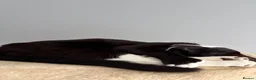 Domestic Shorthair cats for sale: Female cat in need of rehoming  - Advert 3