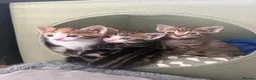 Mixed Breed cats for sale: Kittens for sale  in Ilkeston - Advert 10