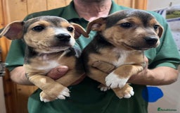 Jack Russell dogs for sale: Stunning tri coloured Jack Russell puppies - Image 5