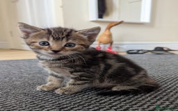 Domestic Shorthair cats for sale: Adorable Kittens Looking for Their Forever Homes - Image 3