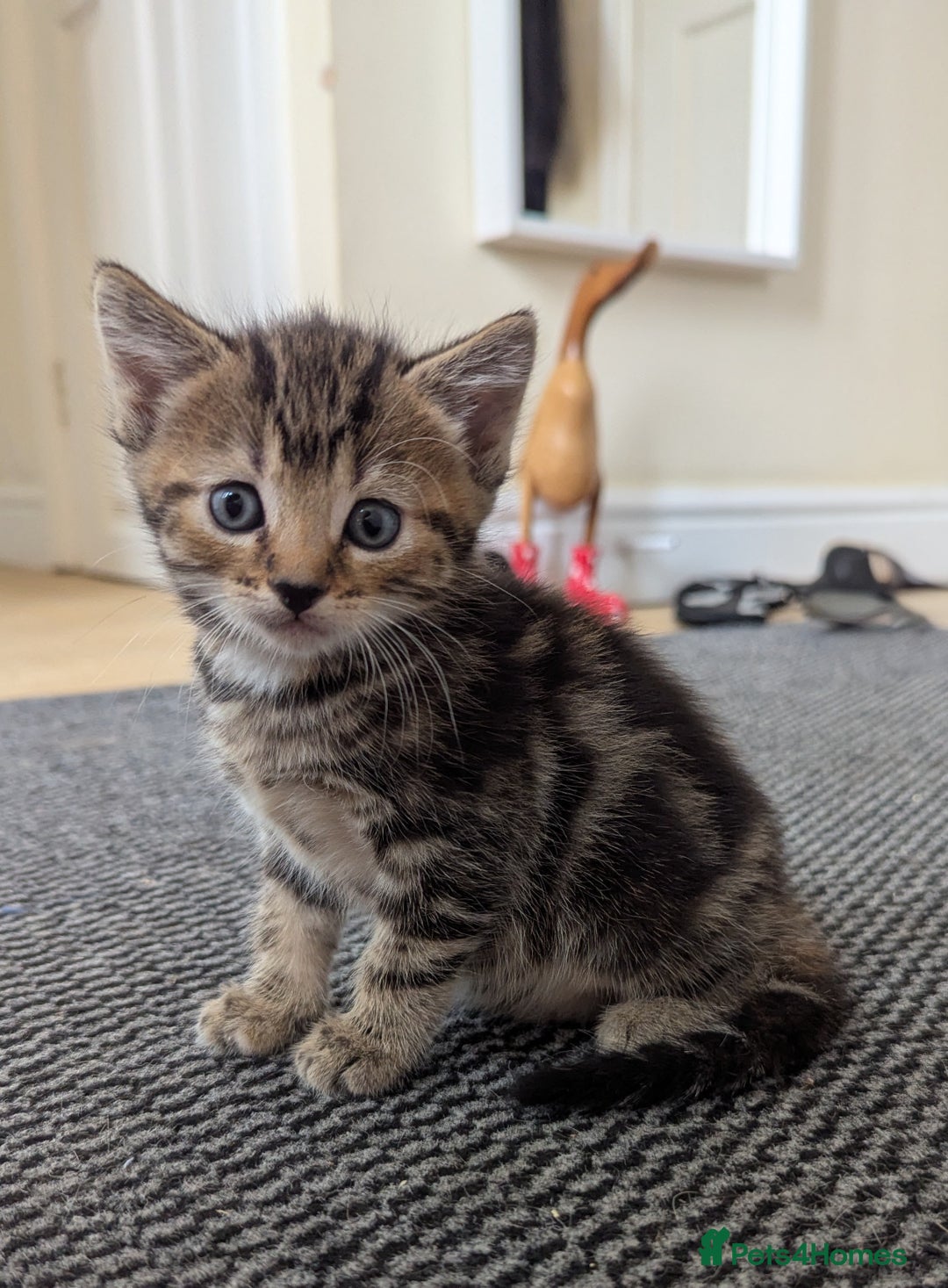 Domestic Shorthair cats for sale: Adorable Kittens Looking for Their Forever Homes - Image 3
