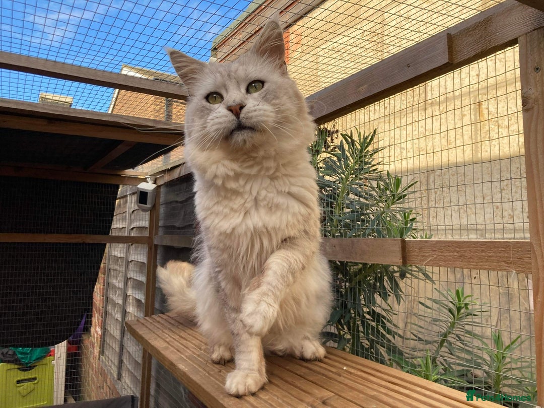 Maine Coon cats for stud: GCCF Registered Black Silver Shaded Stud  in Saint Neots - Image 4