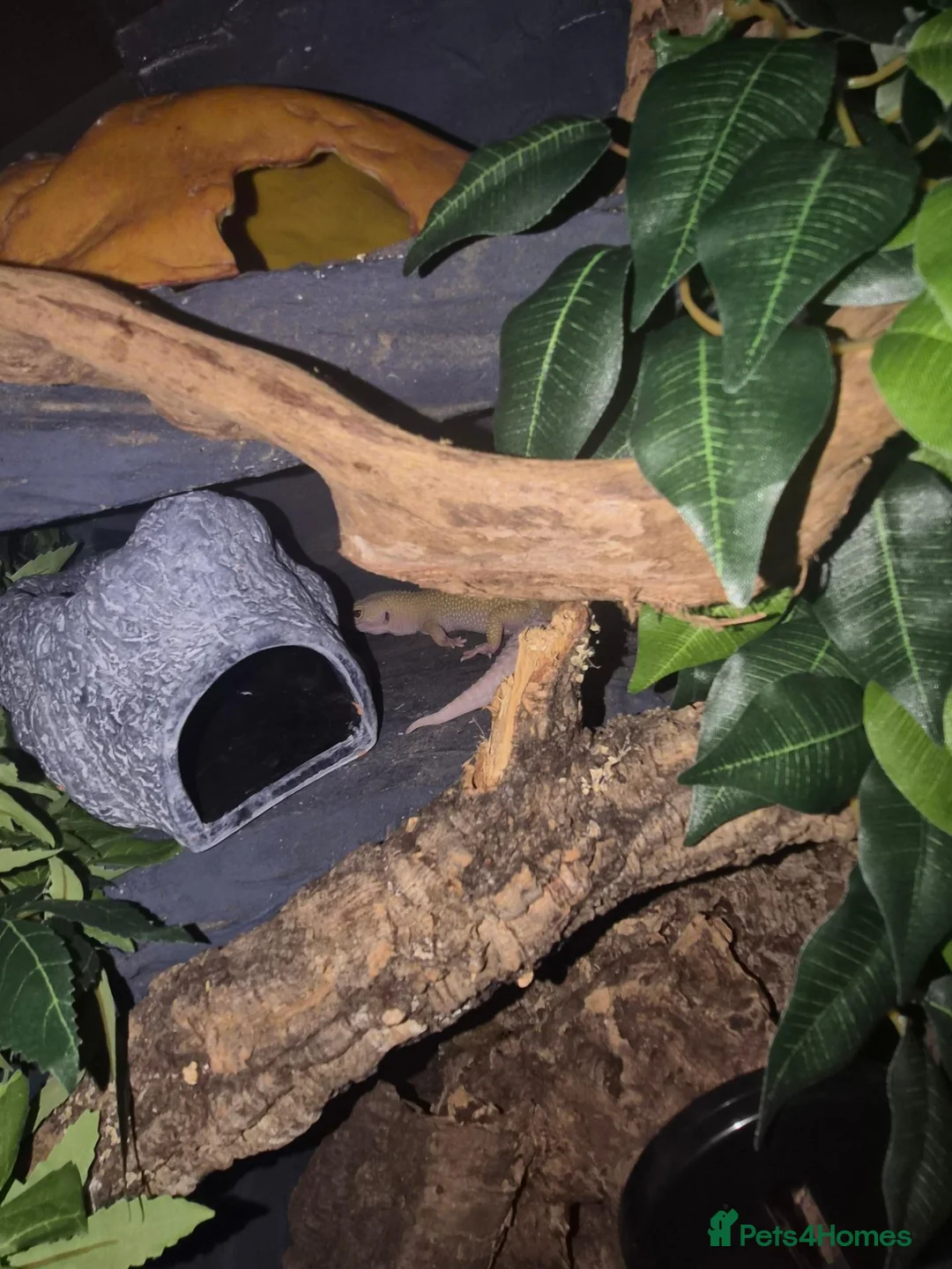 Leopard Gecko reptiles for sale: 3x female leopard geckos with amazing setup - Advert 2