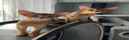 Abyssinian cats for sale: Gorgeous Abyssinian ruddy girls🤎❤️ - Advert 5