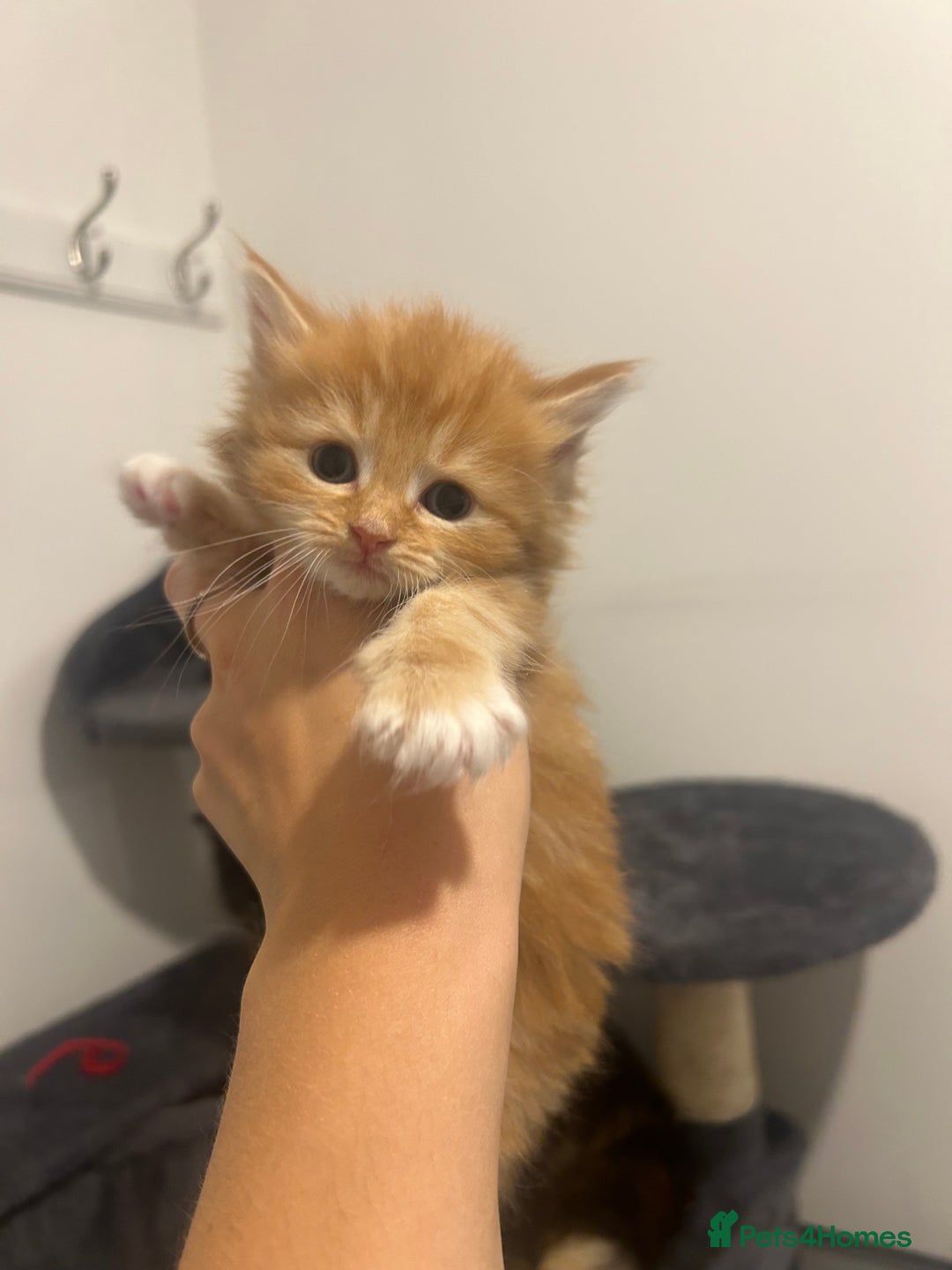 Maine Coon cats for sale: 3 male Maine coon cross kittens - Image 7