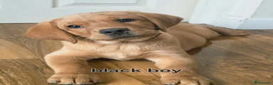 Black collar boy