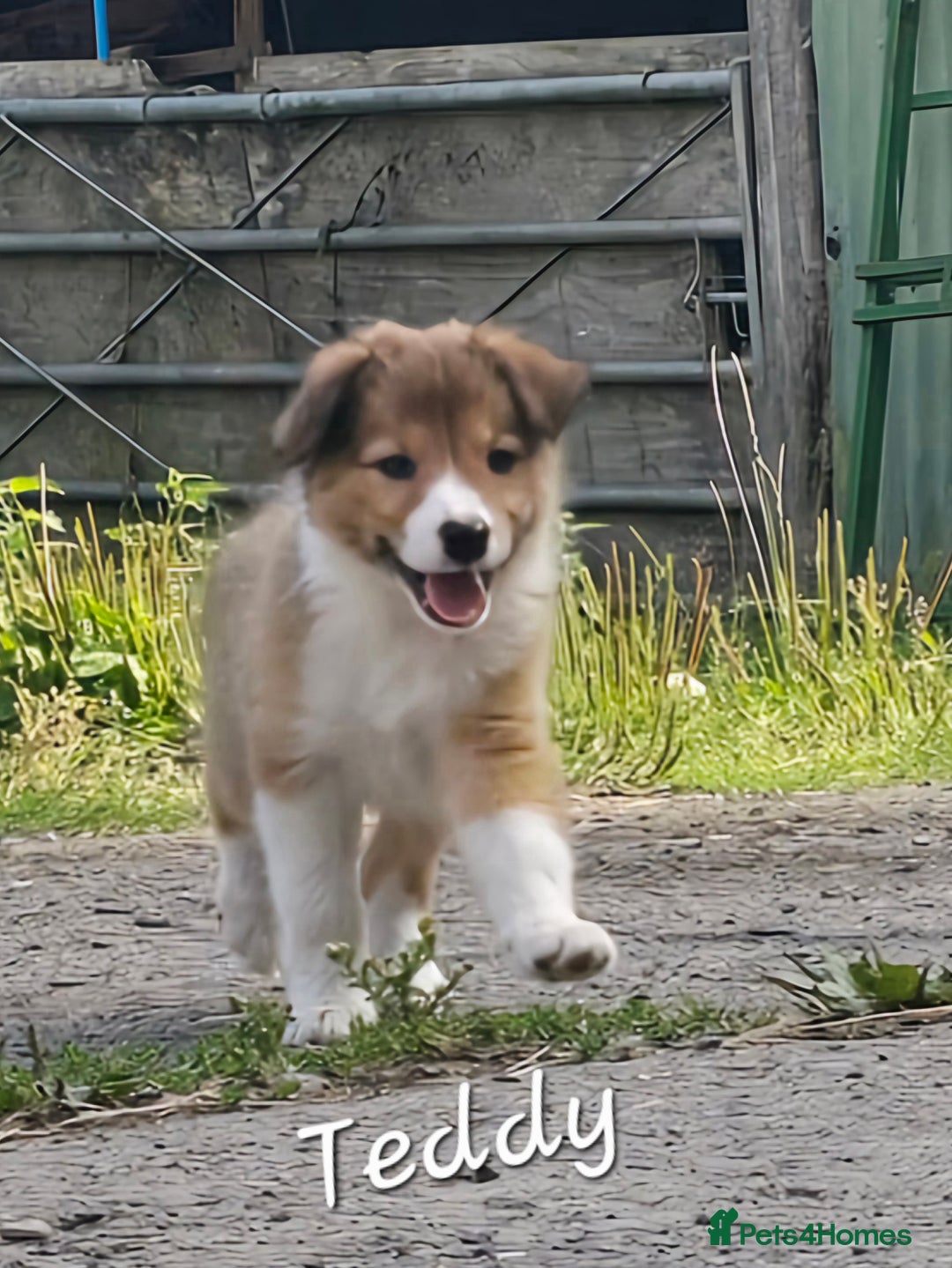 Border Collie dogs for sale:   Welsh Collie boy ready NOW - Image 9
