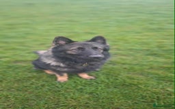 German Shepherd dogs for stud: German shepherd for stud  in Bexhill-on-Sea - Image 2