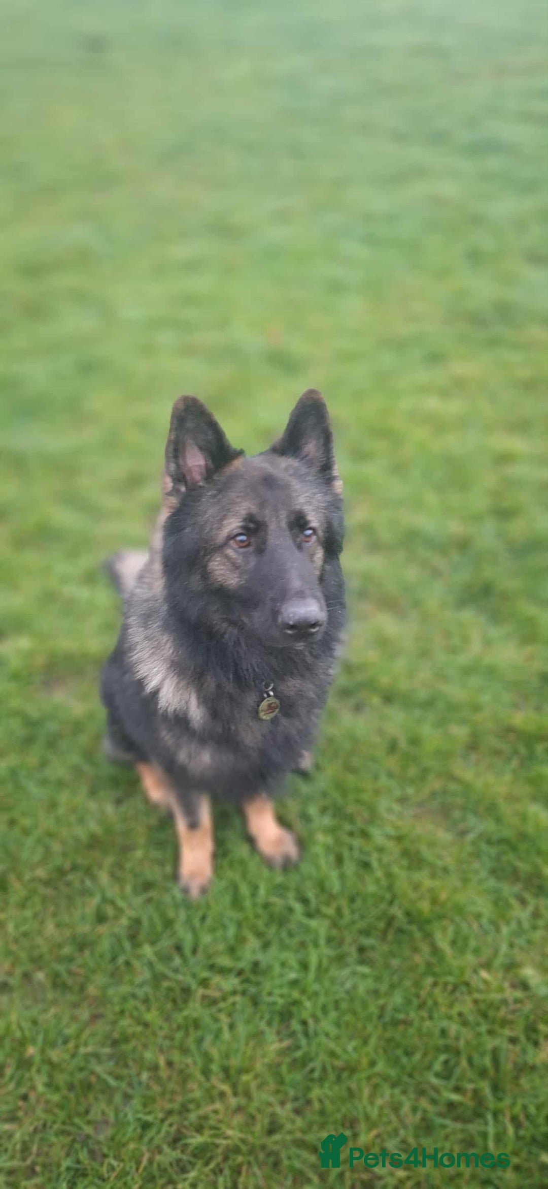 German Shepherd dogs for stud: German shepherd for stud  in Bexhill-on-Sea - Image 2