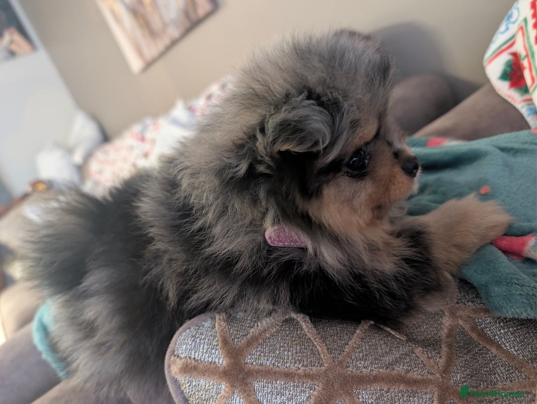 Pomeranian dogs for sale: Pomeranian girl puppy  - Advert 3