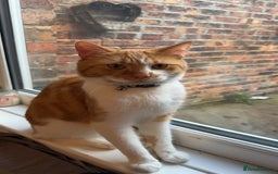 Domestic Shorthair cats for sale: Looking for a loving home!! - Image 1