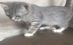 Mixed Breed cats for sale: Maincoon x Scottish fold  - Image 28