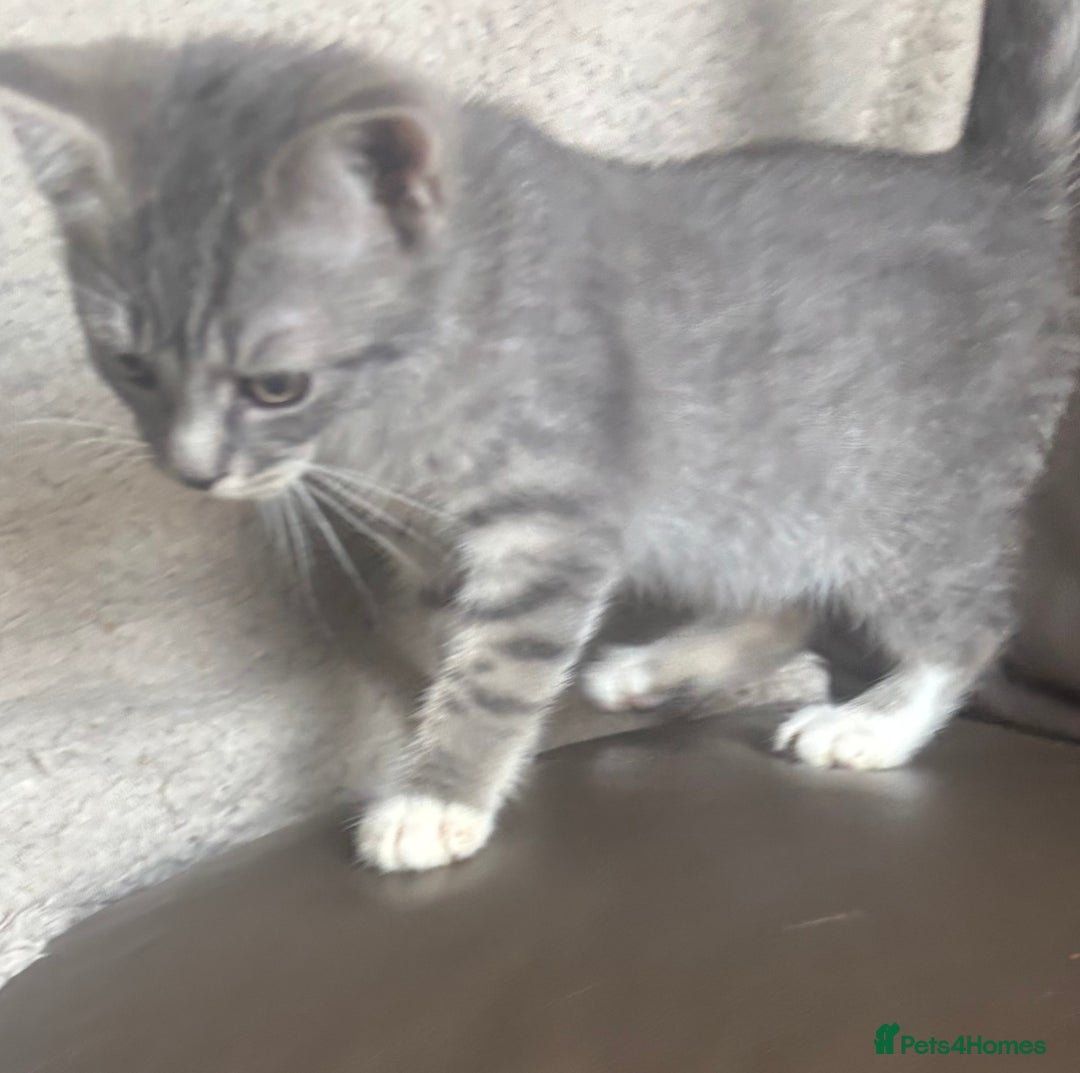Mixed Breed cats for sale: Maincoon x Scottish fold  - Image 28
