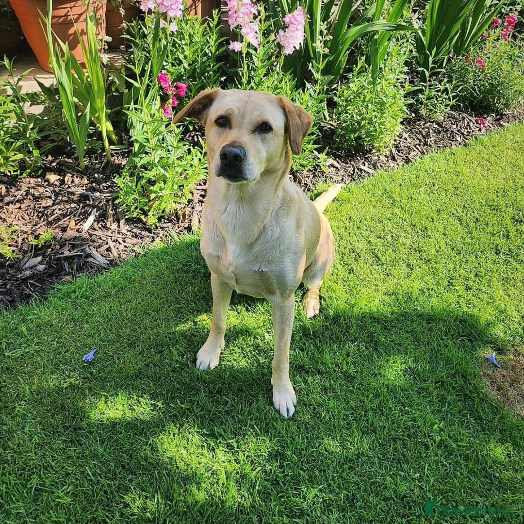 Labrador Retriever dogs for sale: Working/Active Pet - Image 11
