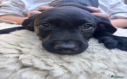 Mixed Breed dogs for sale: 3 Male, Black Labrador Cross puppies  - Image 3