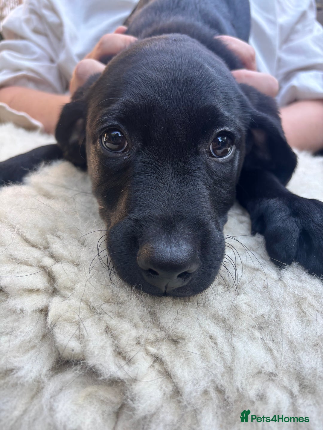 Mixed Breed dogs for sale: 3 Male, Black Labrador Cross puppies  - Image 3
