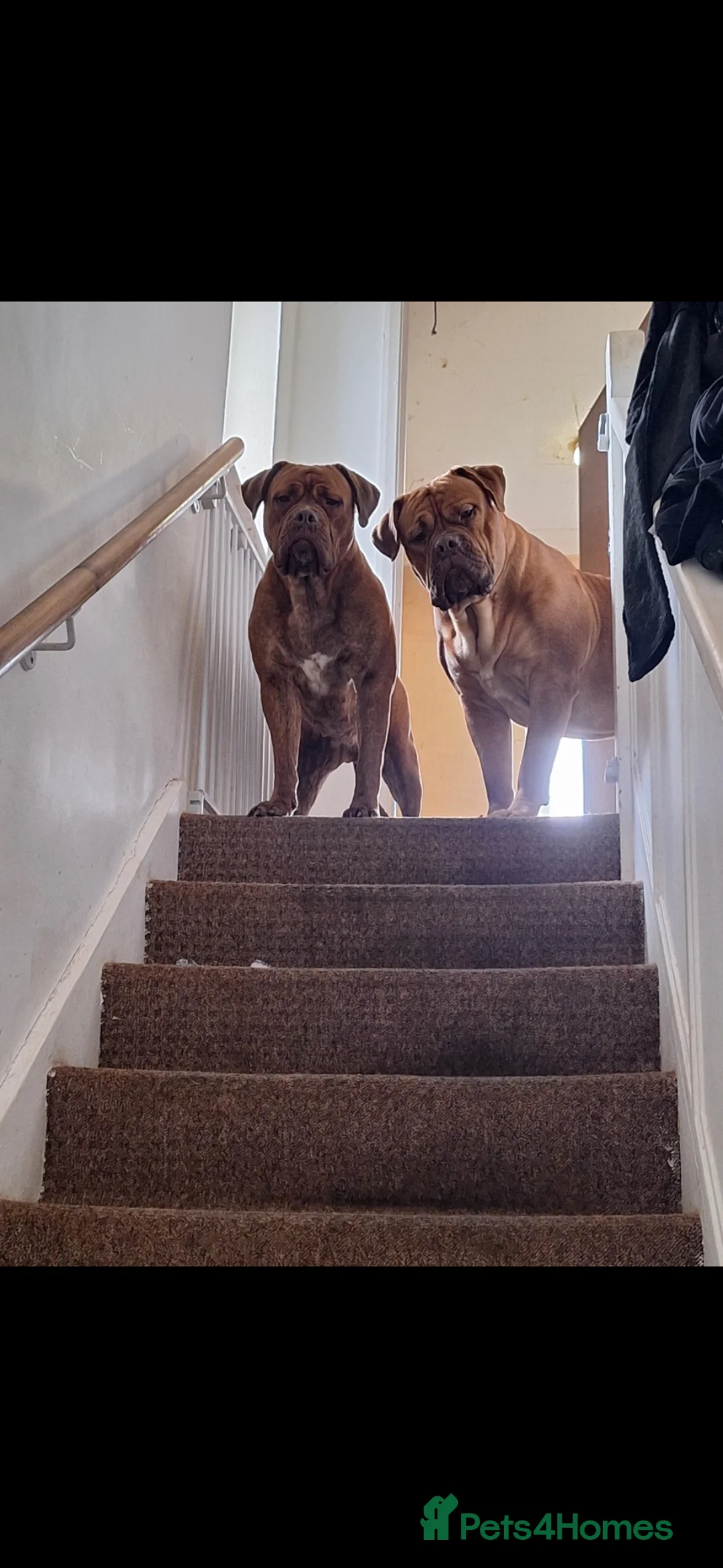 Mixed Breed dogs for sale: Dogue de bordeaux cross old time english bulldog - Advert 2