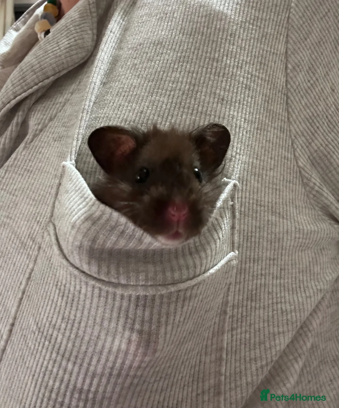 Hamster rodents for sale: Long haired Syrian hamster  - Advert 1