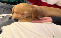Labrador Retriever dogs for sale: Beautiful Lab Pups Looking for Loving Homes  - Image 4