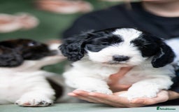 Cockapoo dogs for sale: UNIQUE SABLE BOY READY TO GO ✨ - Image 26