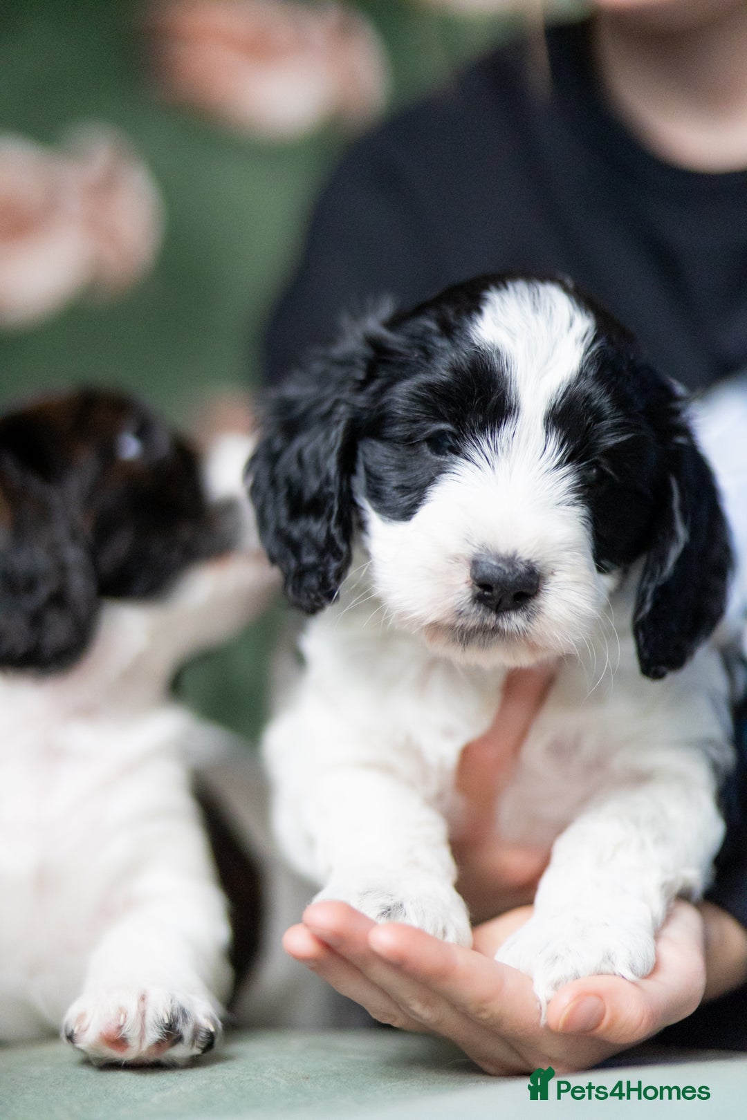 Cockapoo dogs for sale: UNIQUE SABLE BOY READY TO GO ✨ - Image 26