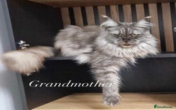Maine Coon cats for sale: GCCF active / domestic Maine Coon  - Image 24