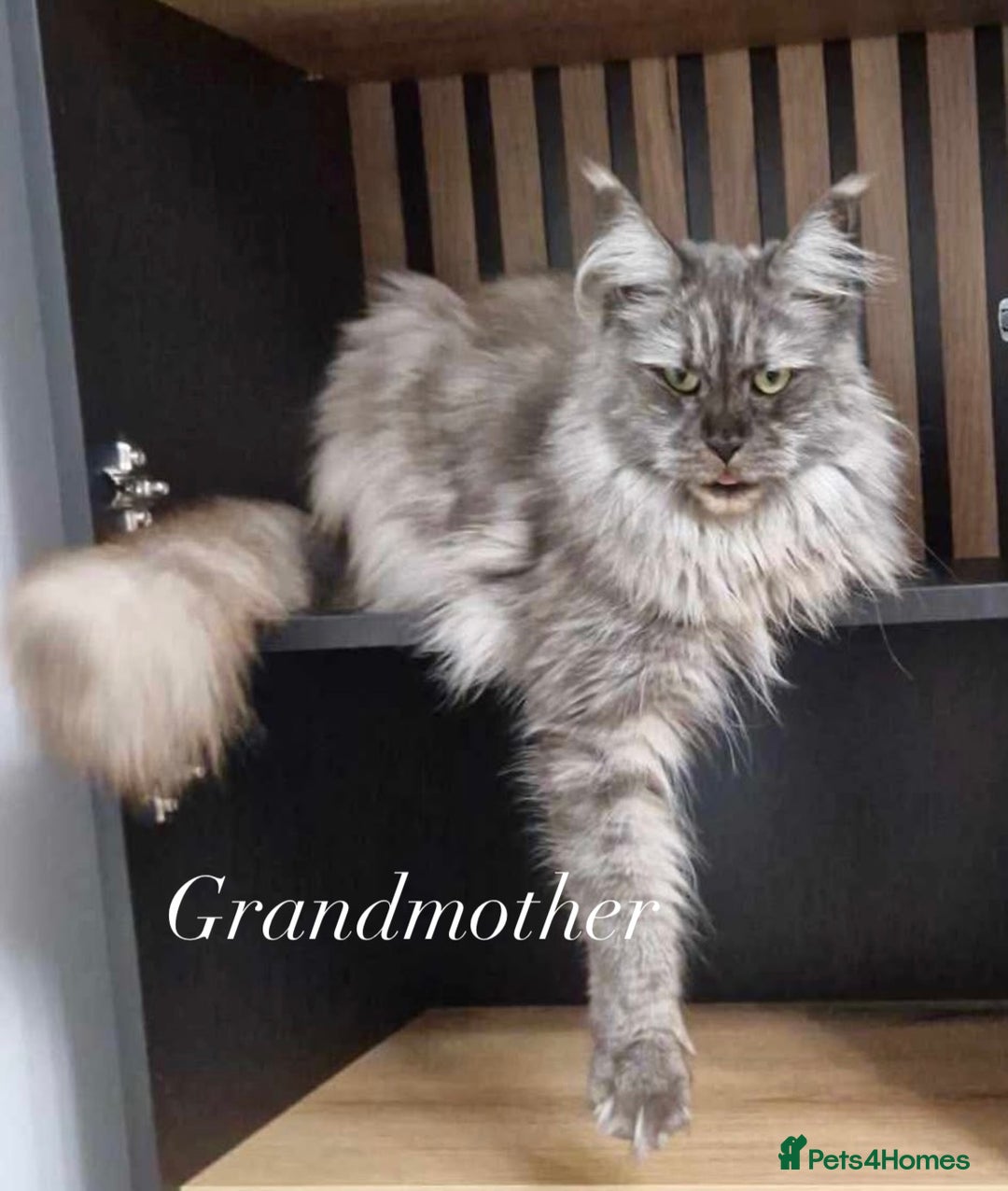 Maine Coon cats for sale: GCCF active / domestic Maine Coon  - Image 24