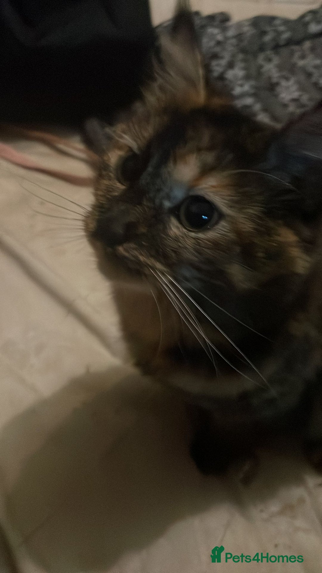 Mixed Breed cats for sale: 7 beautiful British short hair cross  - Advert 2