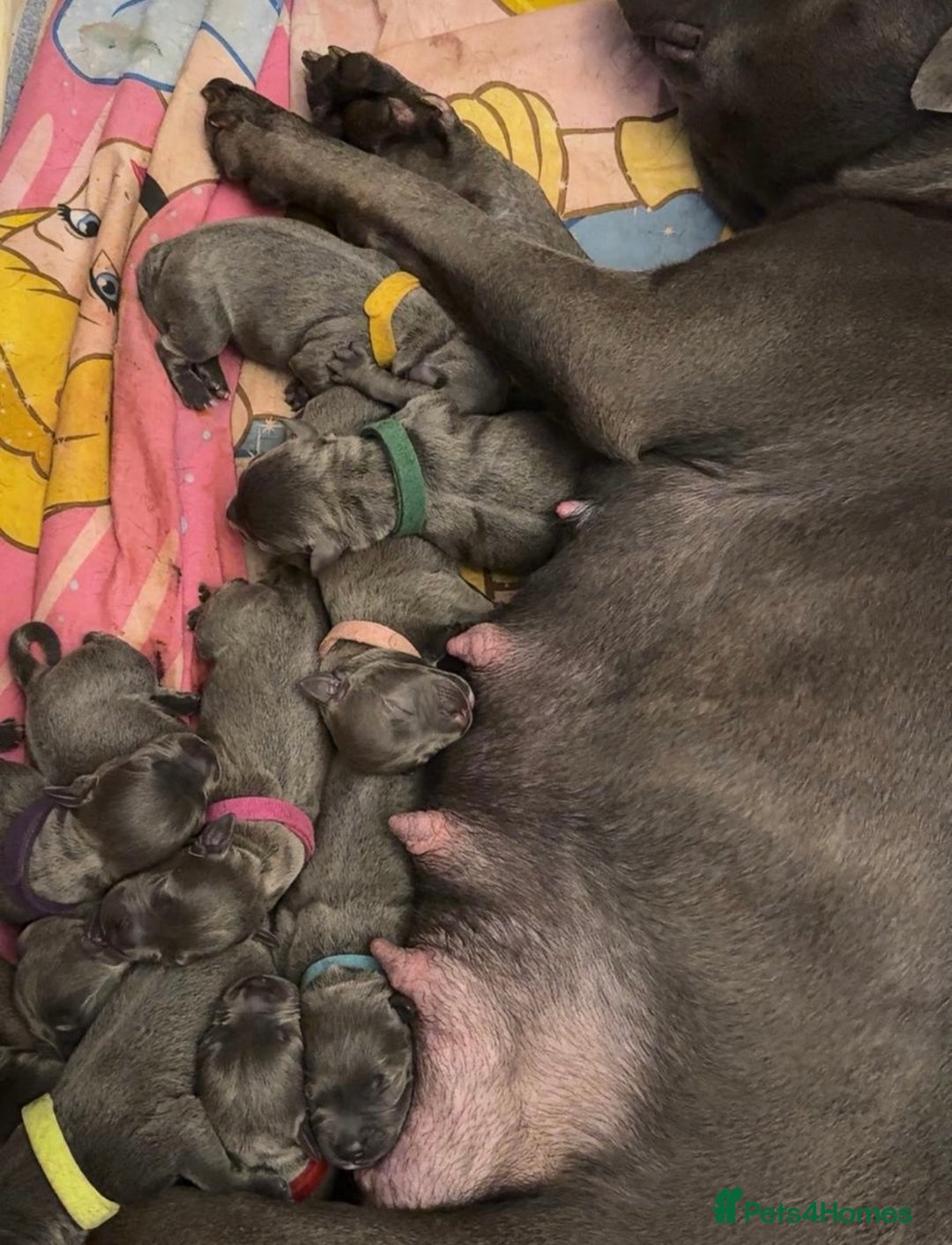 Staffordshire Bull Terrier dogs for stud: A NEW SUPERIOR SOLID BLUE MALE  - Image 23