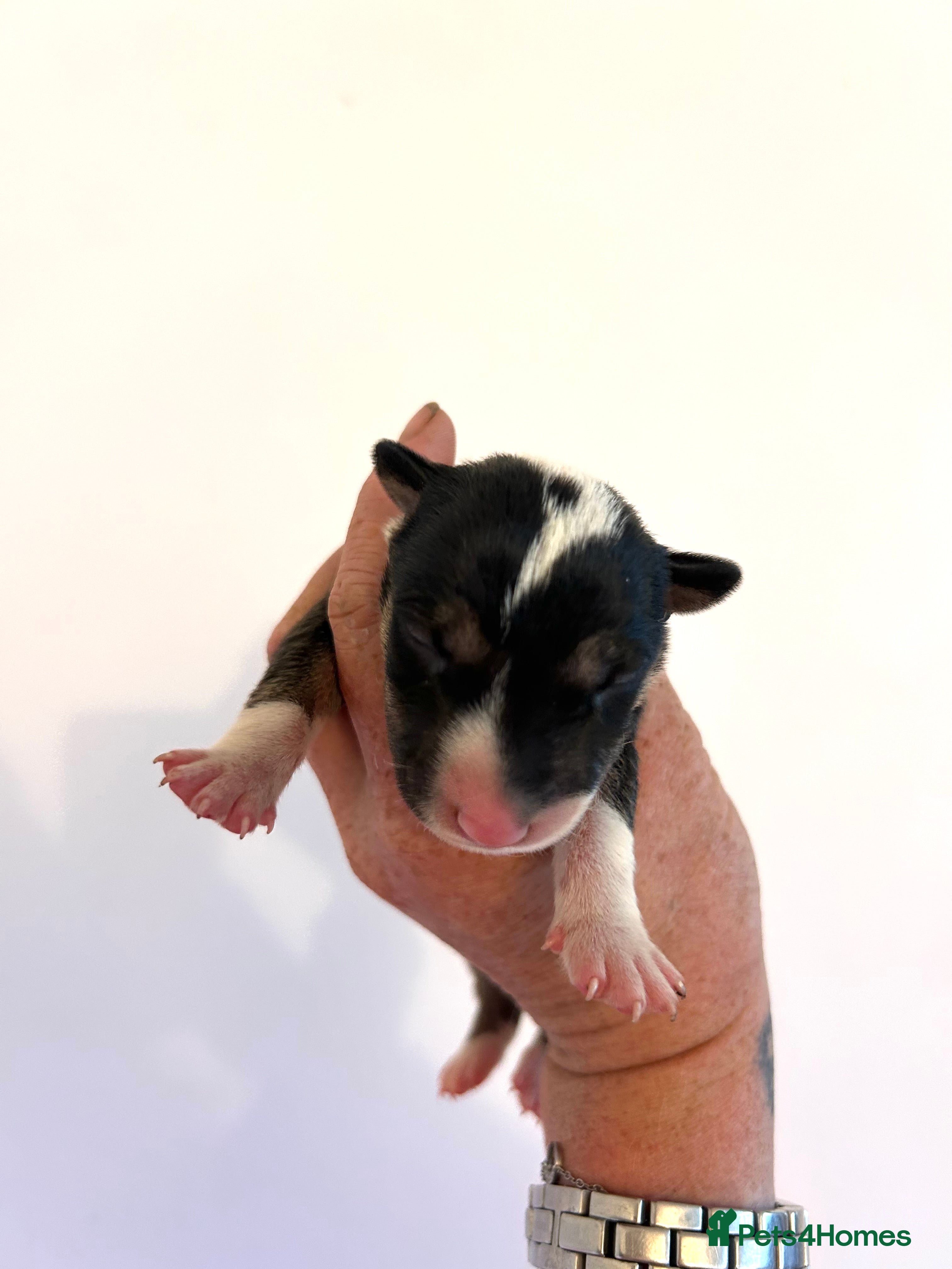 English Bull Terrier dogs KC Health Tested, UK Champion Lines,  - Advert 2