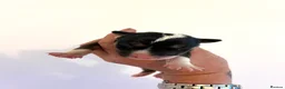 English Bull Terrier dogs for sale: KC Health Tested, UK Champion Lines,  - Advert 2