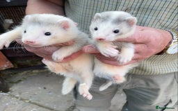 Ferret rodents for sale: Greyhound Ferret Kits - Image 1
