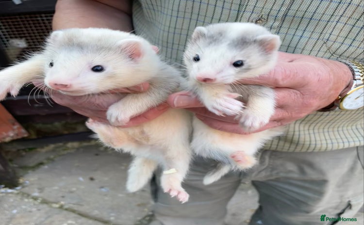 Ferret rodents - Advert 1