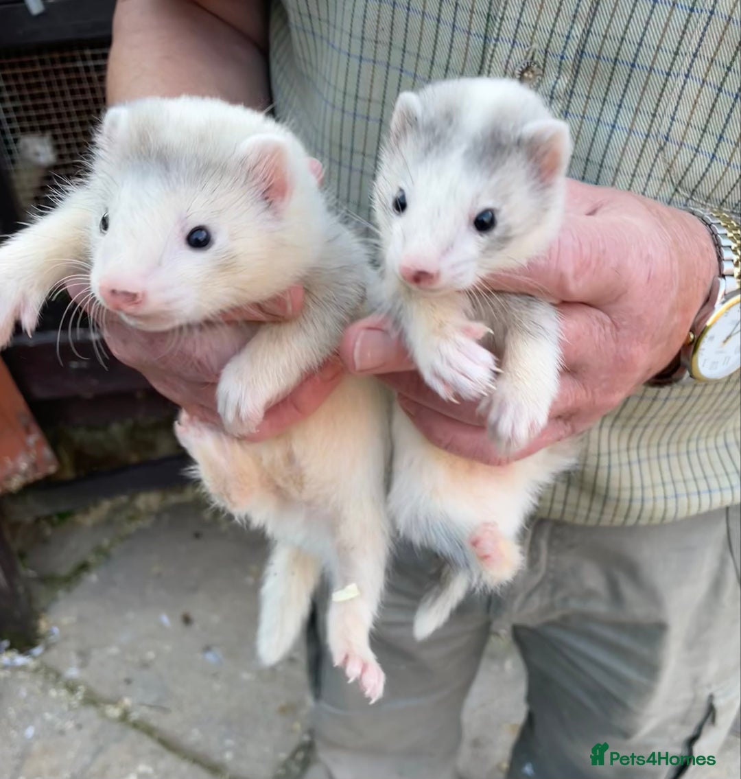 Ferret rodents for sale: Greyhound Ferret Kits - Image 1