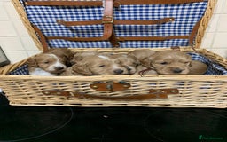 Cockapoo dogs for sale: Cockapoo puppies  - Image 1