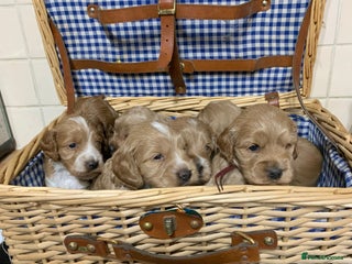 Cockapoo dogs - Advert 5