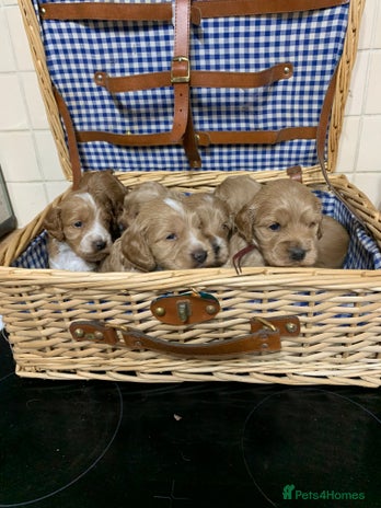 Cockapoo dogs - Advert 1