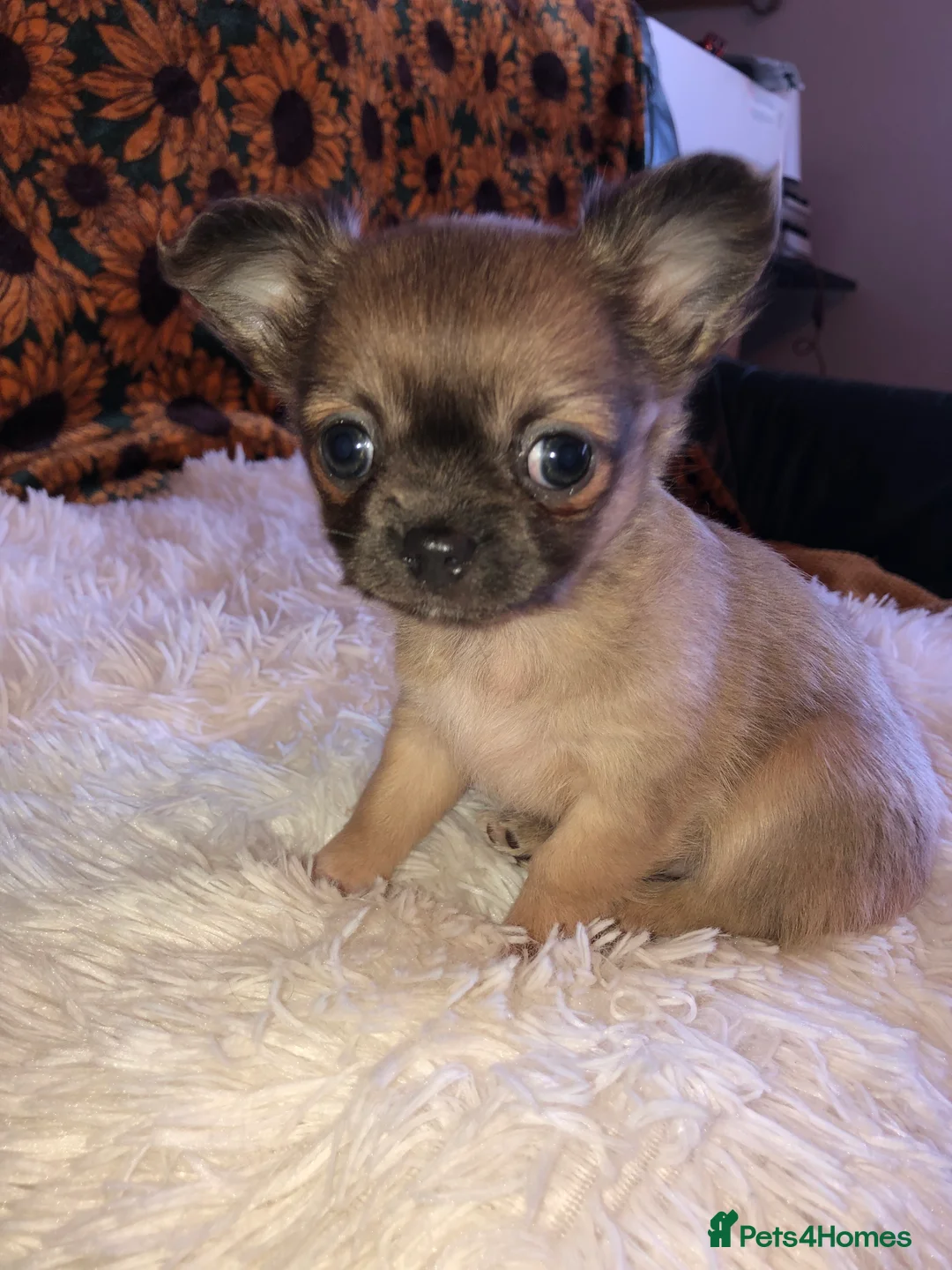 Chihuahua dogs for sale: Long haired and short haired chihuahua puppies - Advert 10