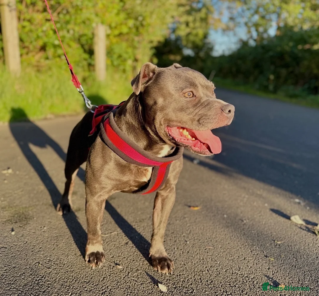 Staffordshire Bull Terrier dogs for stud: Blue Staffordshire Bull Terriers Champion Stud in Swansea - Advert 3