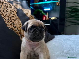 Pug dogs Cute Pug Puppies Looking for a New Home! ✨ - Advert 1