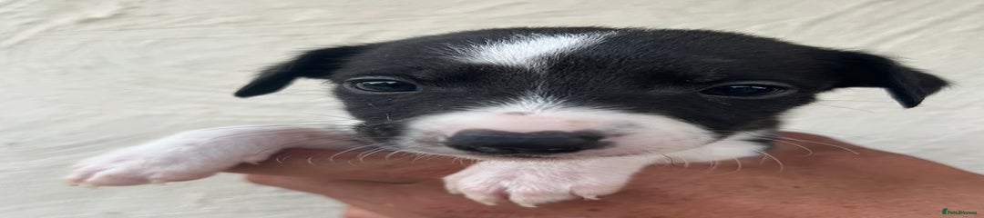 Whippet Puppy 8