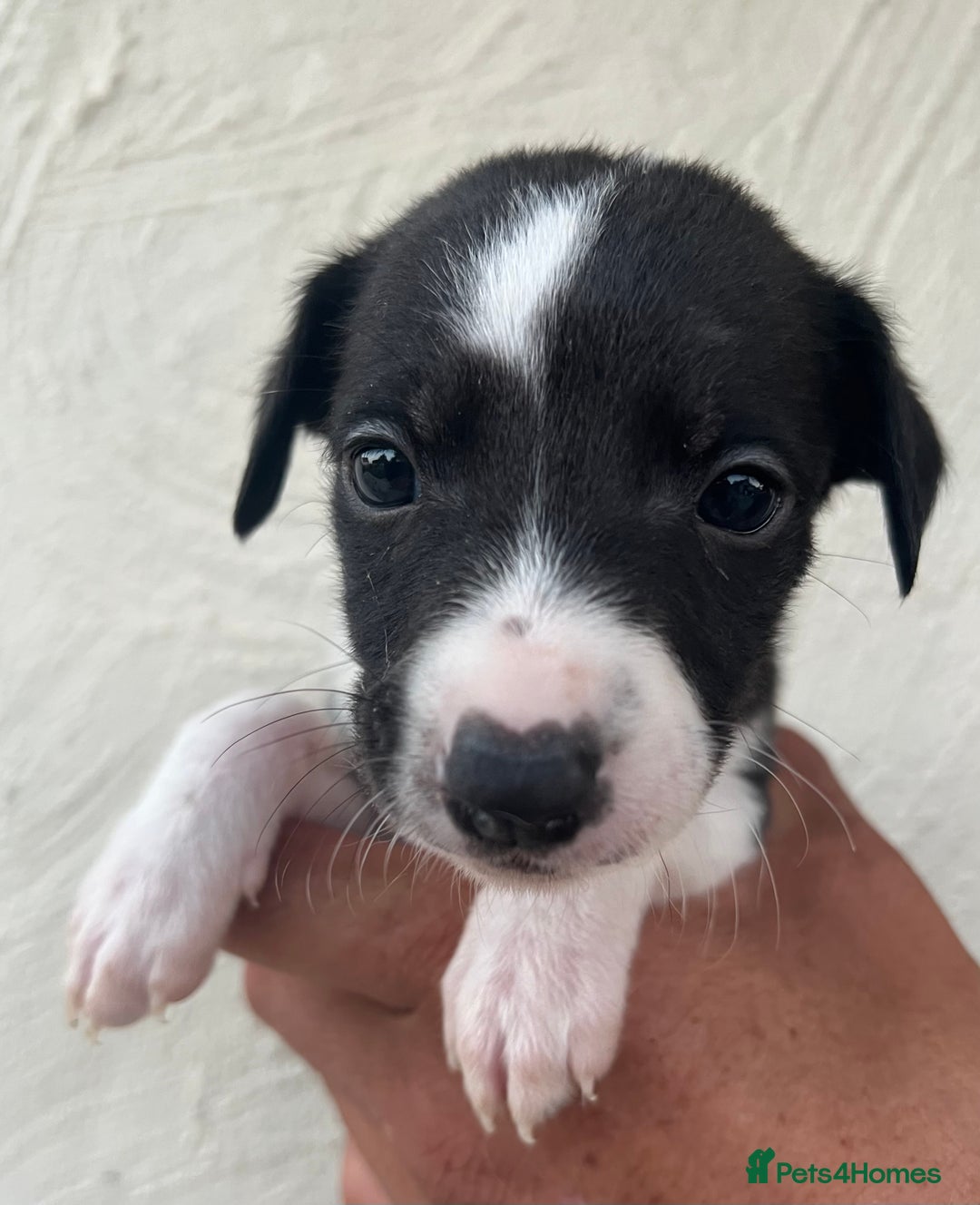 Whippet dogs for sale: Whippet puppies Ready soon! 5 BOYS left  - Image 1
