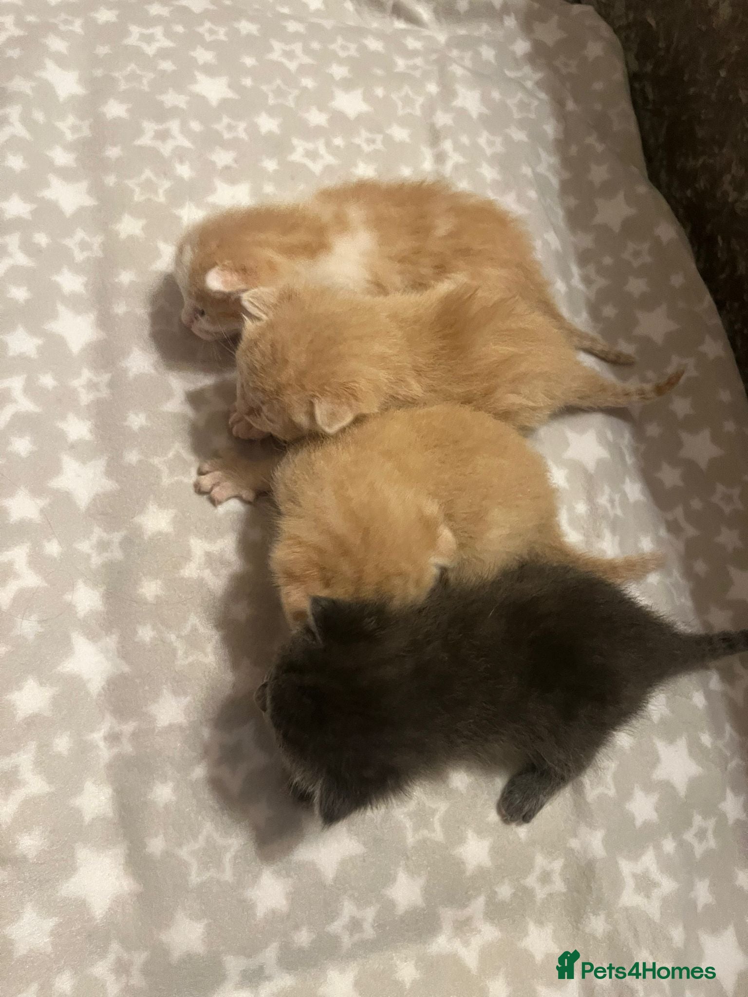 Ragdoll cats ✨ Ragdoll Cross Kittens – Ready to Reserve ✨ - Advert 2