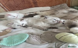 Siberian cats for sale: GCCF Registered Siberian Neva Masquerade Kittens  - Image 1