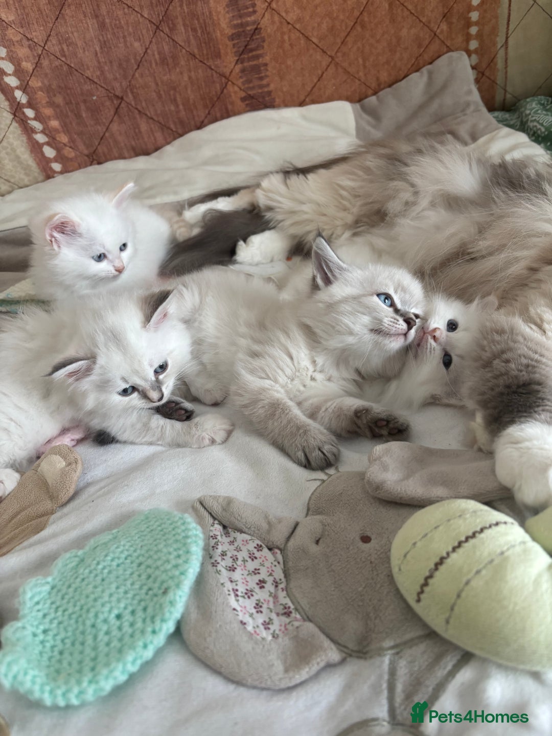 Siberian cats for sale: GCCF Registered Siberian Neva Masquerade Kittens  - Image 1